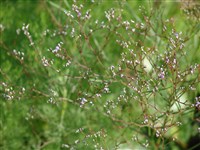 Лимониум маргаритколистный, каспийский – Limonium bellidifolium (Gouan) Dumort.