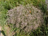 Лимониум широколистный – Limonium latifolium (Sm.) Kuntze. (2)