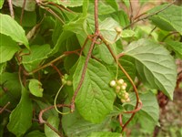 Лимонник китайский – Schisandra chinensis (Turcz.) Baill.