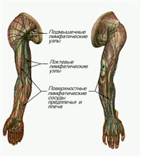 Лимфатическая система верхних конечностей