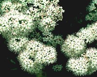 Лиофиллум самшитолистный – Leiophyllum buxifolium (Berg.) Elliott.