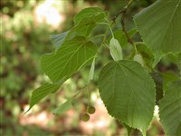 Липа кавказская – Tilia caucasica Rupr.