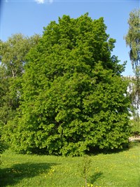 Липа обыкновенная, европейская, промежуточная – Tilia x vulgaris Hayne. (1)
