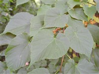 Липа японская – Tilia japonica (Miq.) Simonkai.