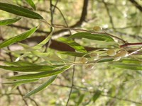 Лох узколистный, джида – Elaeagnus angustifolia L.