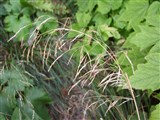Луговик дернистый, щучка – Deschampsia caespitosa (L.) Beauv. (3)