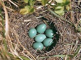 Луговой чекан (гнездо)