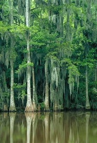 Луизианский мох