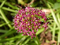 Лук Валлиха – Allium wallichii Kunth.