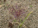 Лук Кристофа, беловолосистый, персидская звезда – Allium christophii Trautv. (2)