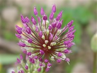 Лук Розенбаха – Allium rosenbachianum Regel