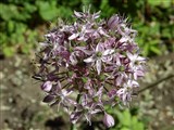 Лук высочайший – Allium altissimum Regel (2)
