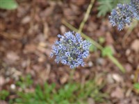 Лук голубой, небесно-голубой, голубоватый – Allium caeruleum Pall.