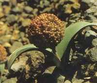 Лук каратавский – Allium karataviense Regel