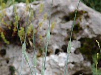 Лук килеватый – Allium carinatum L. (1)