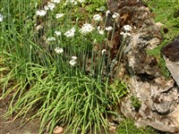 Лук клубневой – Allium tuberosum Rottl ex Spreng. (1)
