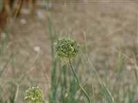 Лук косой – Allium obliquum L.