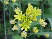 Лук моли, золотистый, желтый – Allium moly L.