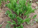 Лук победный, черемша – Allium victorialis L. (2)