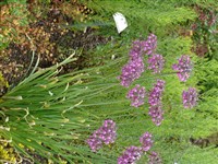 Лук поникающий – Allium nutans L.