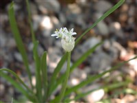 Лук трехгранный – Allium triquetrum L.