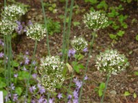 Лук черный, многолуковичный – Allium nigrum L.