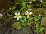 Лютик водный, водяной, шелковник – Ranunculus aquatilis L. (2)