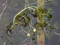Лютик волосолистный – Ranunculus trichophyllus Chaix ex Vill.