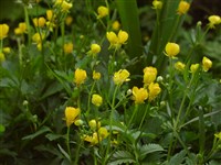 Лютик клубненосный – Ranunculus bulbosus L.
