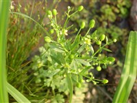 Лютик ядовитый – Ranunculus sceleratus L.