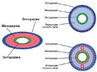 МЕЗОДЕРМА (полость тела различных червей)