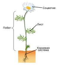 МОРФОЛОГИЯ (внешнее строение покрытосеменных растений)