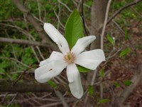 Магнолия Кобус – Magnolia kobus DC.