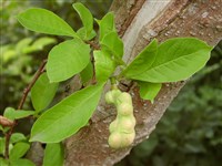 Магнолия Лёбнера – Magnolia x loebneri Kache.