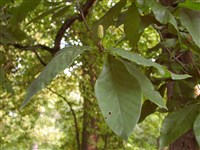Магнолия длиннозаостренная, огуречное дерево – Magnolia acuminata (L.) L.