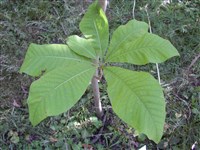 Магнолия трехлепестковая, зонтичная – Magnolia tripetala L.
