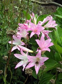 Мадейра (цветы)