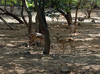 Мадрасский зоопарк (антилопы)