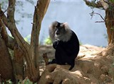 Мадрасский зоопарк (обезьяна)