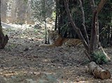 Мадрасский зоопарк (тигр)