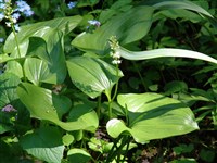 Майник двулистный – Maianthemum bifolium (L.) Schmidt. (1)