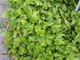 Майник двулистный – Maianthemum bifolium (L.) Schmidt. (2)