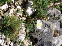 Мак альпийский – Papaver alpinum L.