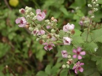 Малина вязолистная – Rubus ulmifolius Schott. (1)