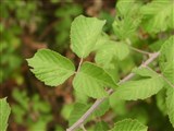 Малина вязолистная – Rubus ulmifolius Schott. (2)