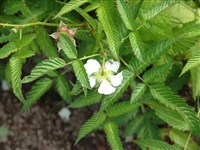 Малина илецеброидная, рябинолистная, земляника-малина – Rubus illecebrosus Focke (1)