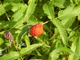 Малина илецеброидная, рябинолистная, земляника-малина – Rubus illecebrosus Focke (2)