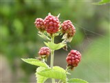 Малина кустарниковая – Rubus fruticosus agg.L. (2)