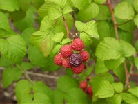 Малина обыкновенная – Rubus idaeus L. (1)