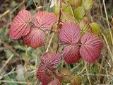 Малина обыкновенная – Rubus idaeus L. (2)